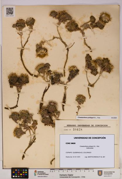 Chaetanthera philippii [Espécimen: UDEC:CONC:0038628]