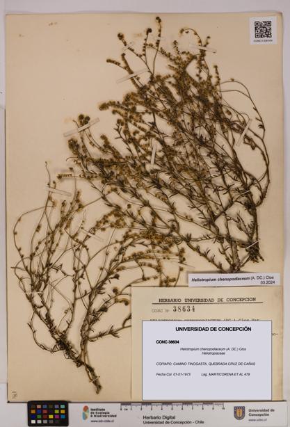 Heliotropium chenopodiaceum [Espécimen: UDEC:CONC:0038634]