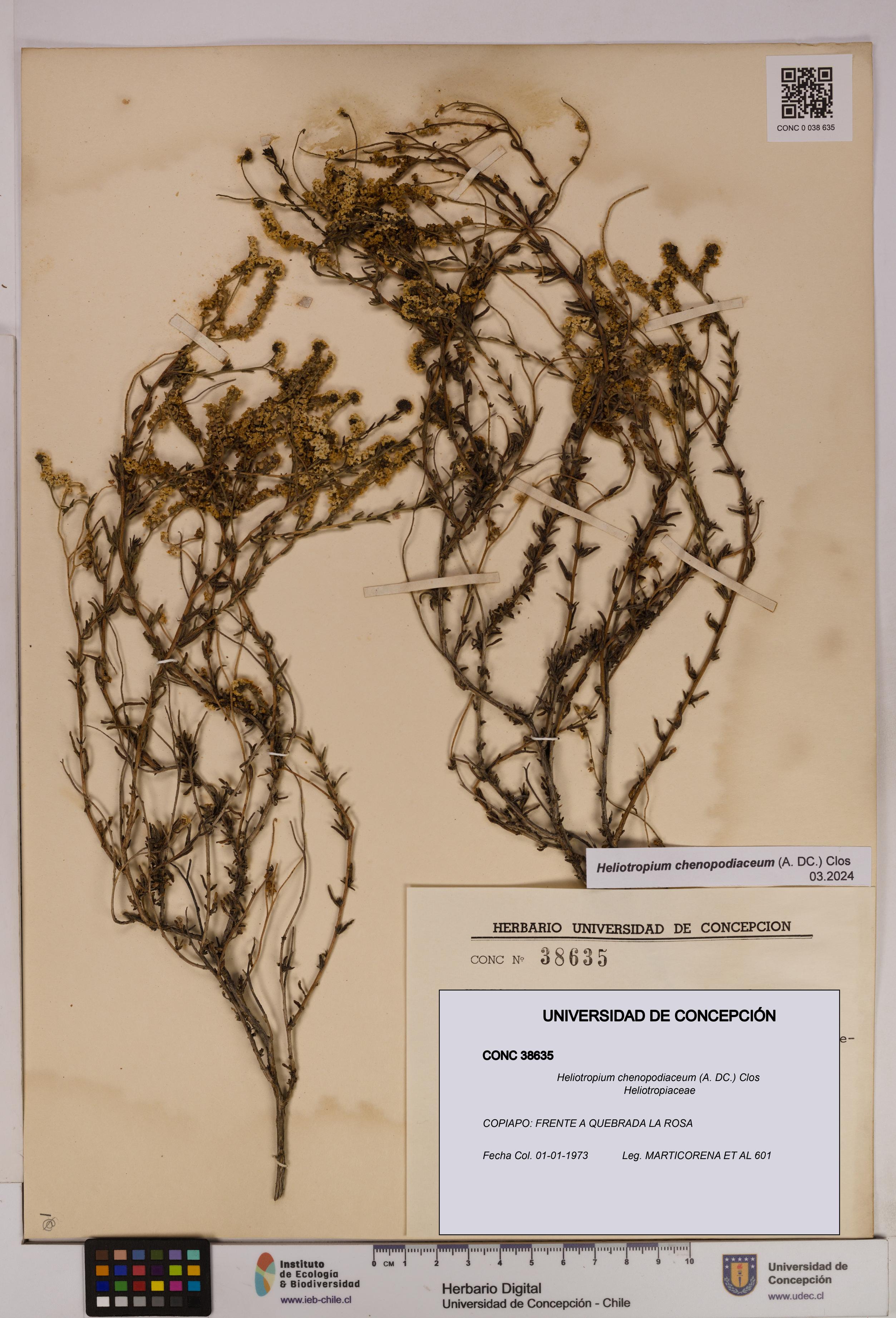 Heliotropium chenopodiaceum [Espécimen: UDEC:CONC:0038635]