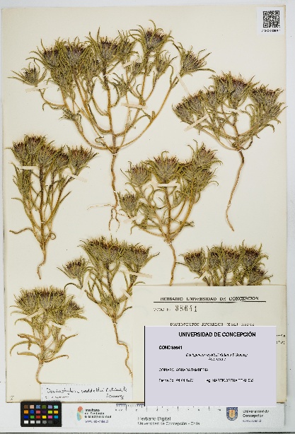 Doniophyton weddellii [Espécimen: UDEC:CONC:0038641]