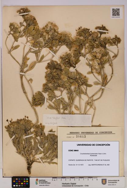 Cruckshanksia hymenodon [Espécimen: UDEC:CONC:0038643]