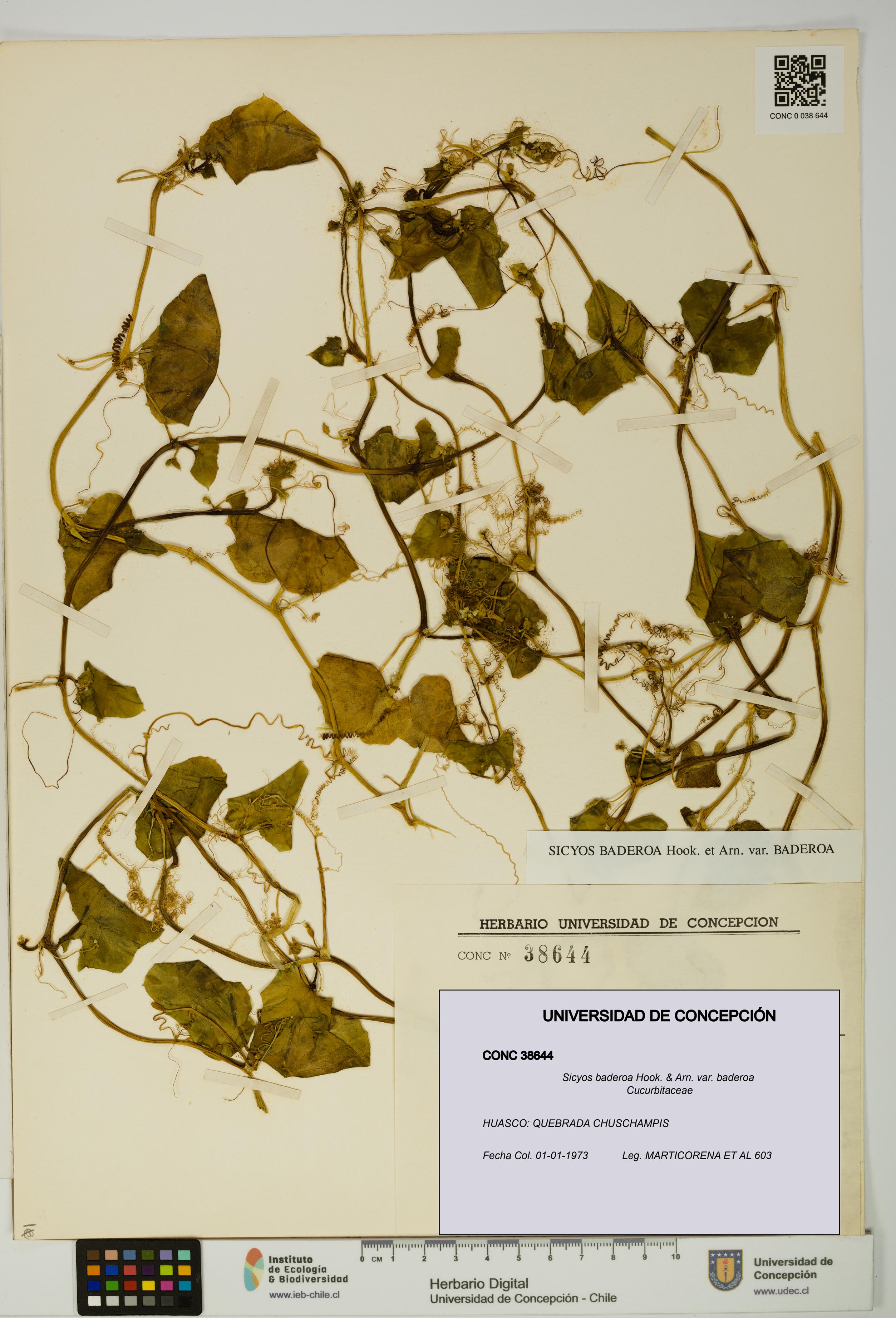 Sicyos baderoa var. baderoa [Espécimen: UDEC:CONC:0038644]