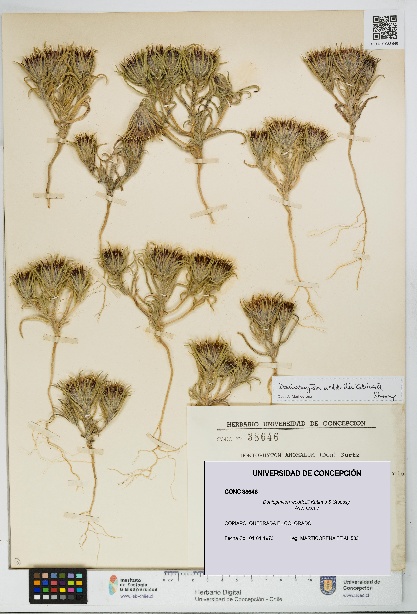 Doniophyton weddellii [Espécimen: UDEC:CONC:0038646]