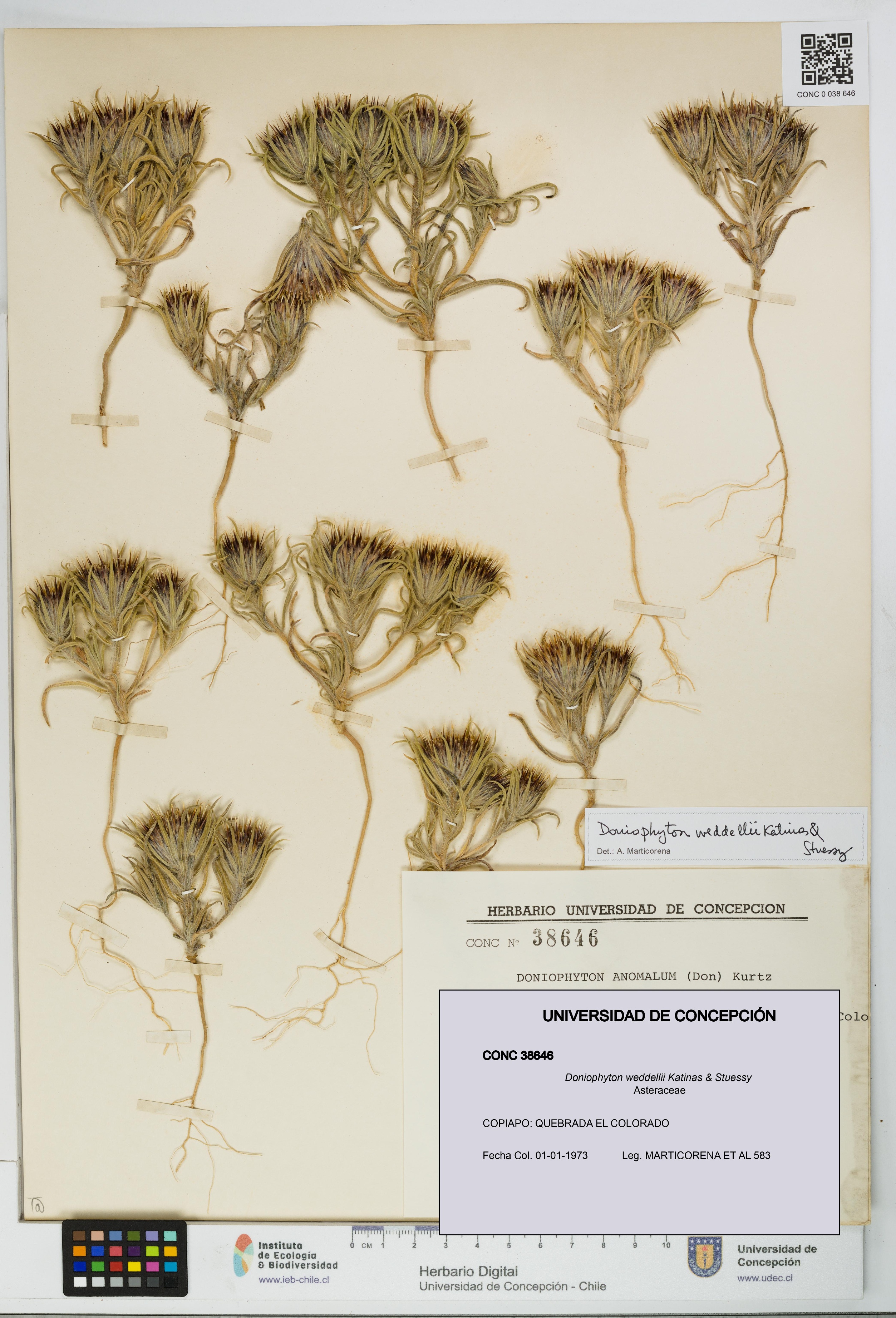 Doniophyton weddellii [Espécimen: UDEC:CONC:0038646]
