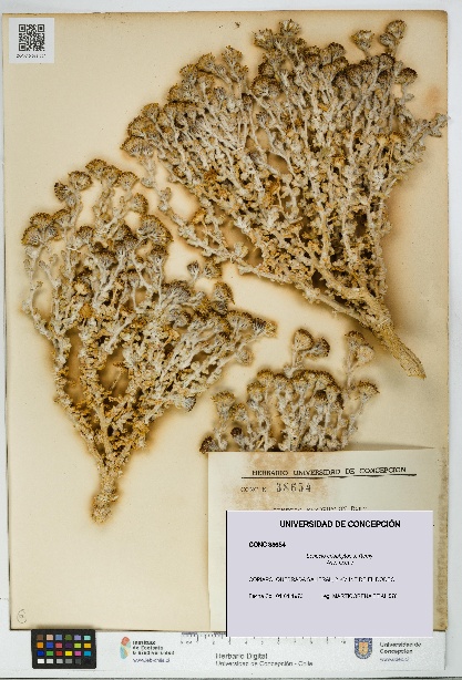Senecio eriophyton [Espécimen: UDEC:CONC:0038654]
