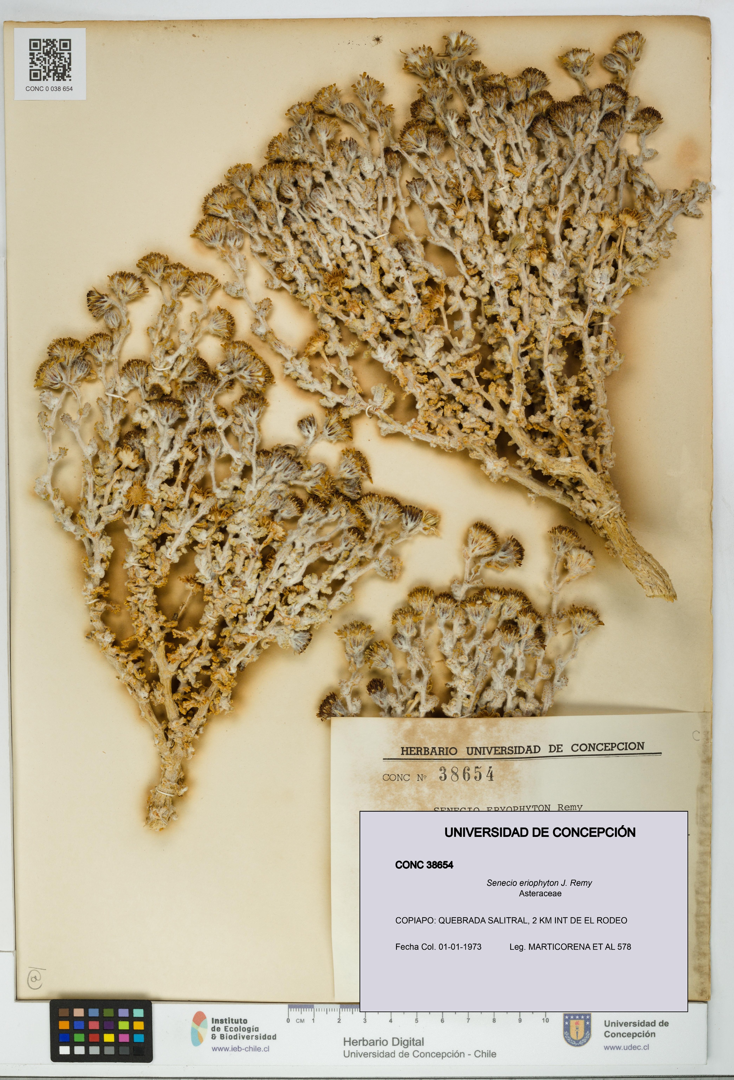 Senecio eriophyton [Espécimen: UDEC:CONC:0038654]
