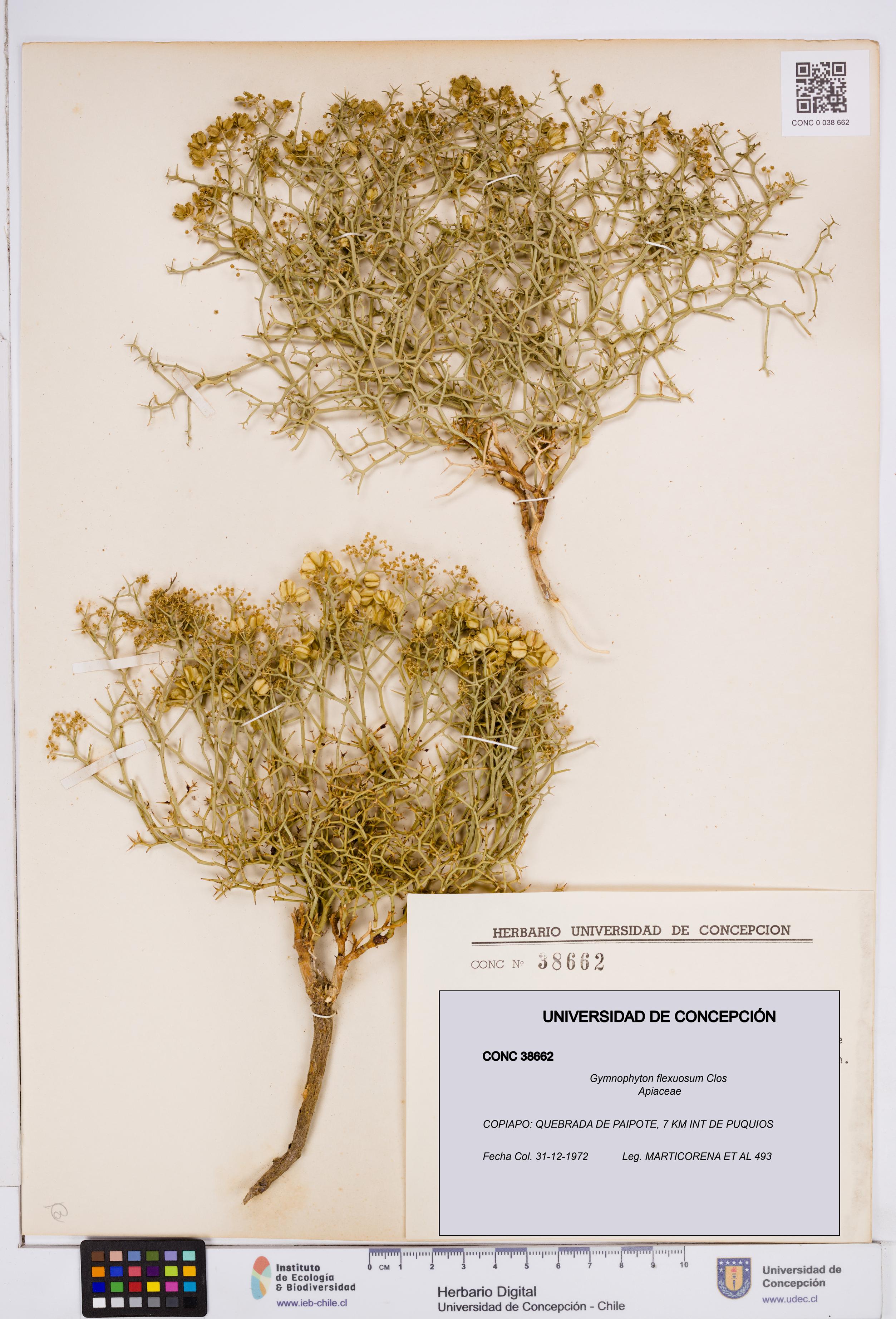 Gymnophyton flexuosum [Espécimen: ]