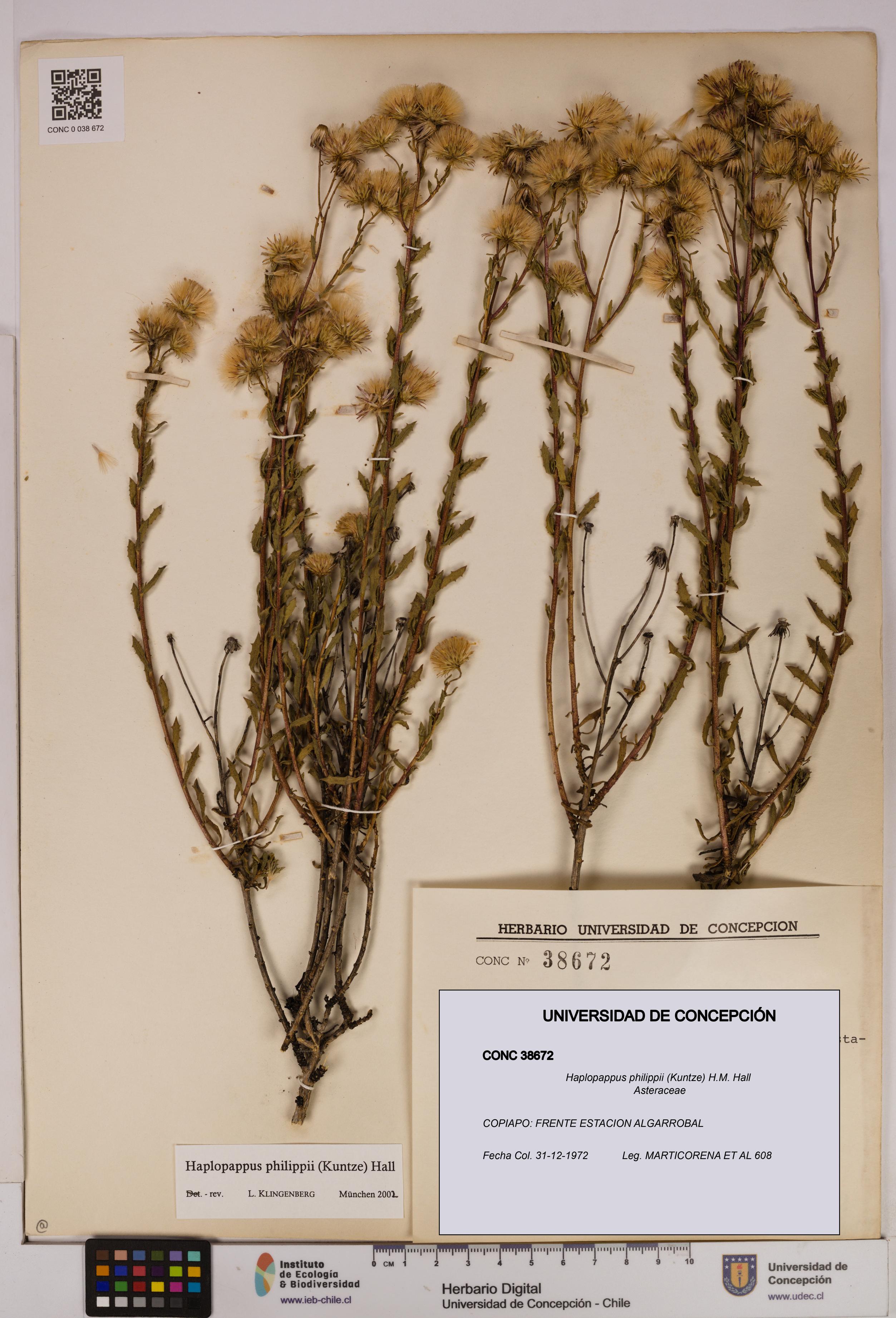 Haplopappus philippii [Espécimen: UDEC:CONC:0038672]