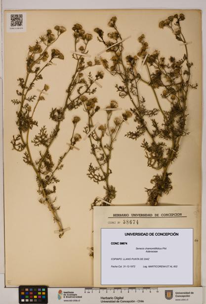 Senecio chamomillifolius [Espécimen: UDEC:CONC:0038674]