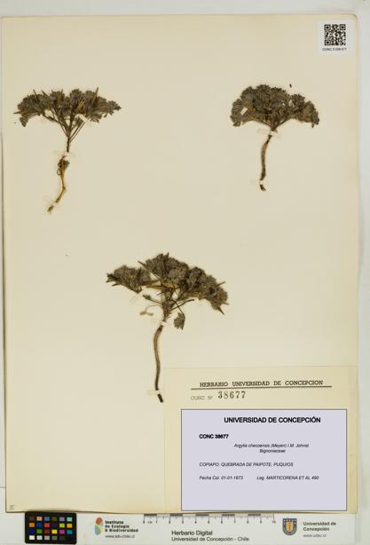 Argylia checoensis [Espécimen: UDEC:CONC:0038677]