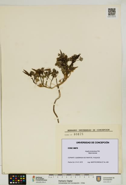 Argylia tomentosa [Espécimen: UDEC:CONC:0038678]