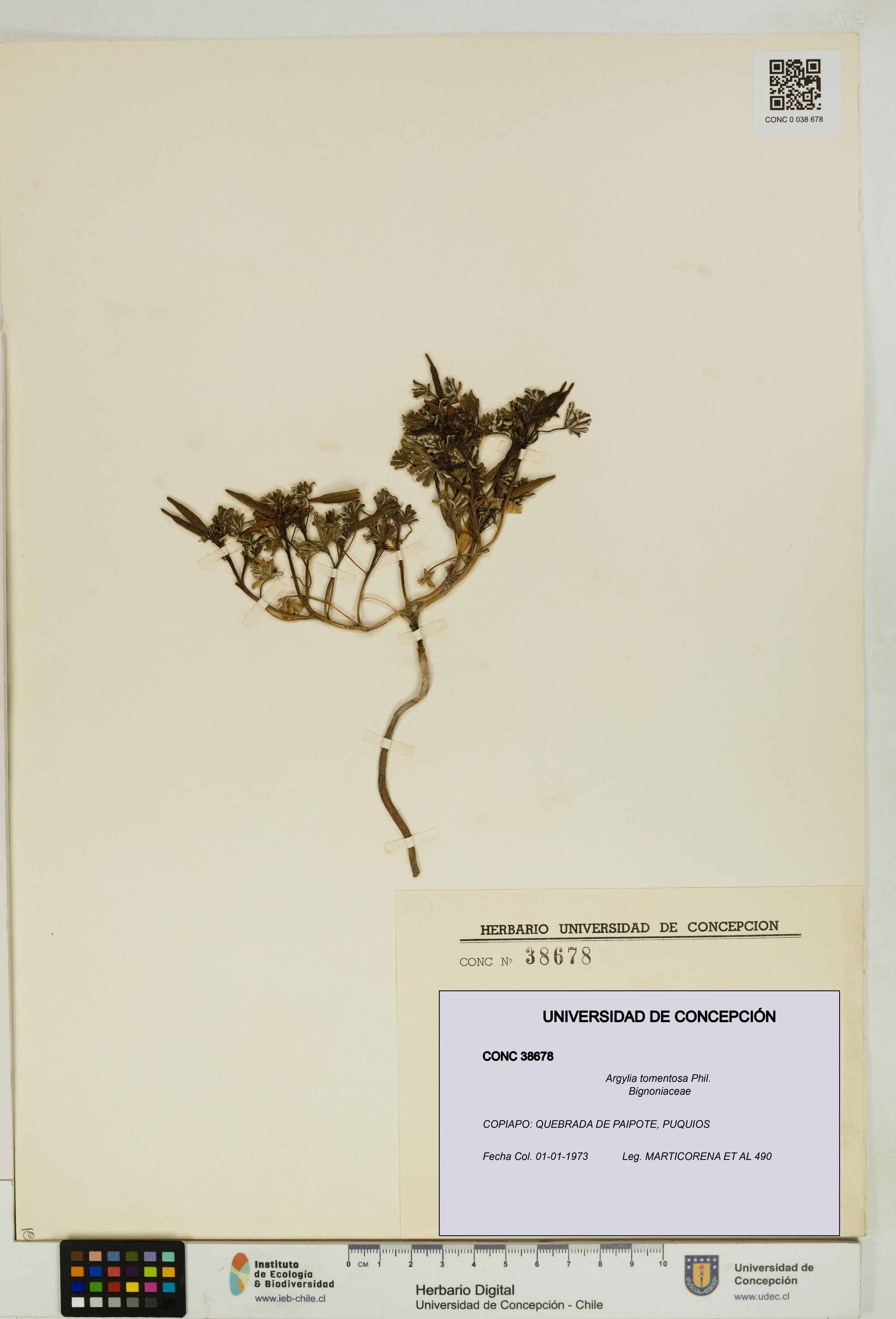 Argylia tomentosa [Espécimen: UDEC:CONC:0038678]