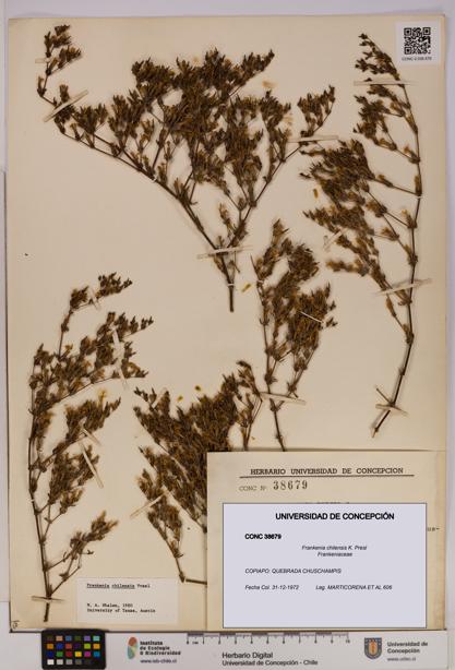 Frankenia chilensis [Espécimen: UDEC:CONC:0038679]