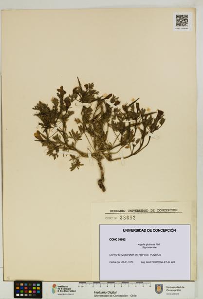 Argylia glutinosa [Espécimen: UDEC:CONC:0038682]