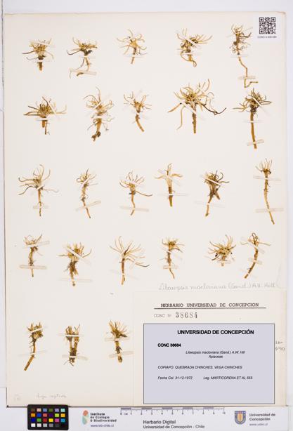 Lilaeopsis macloviana [Espécimen: ]