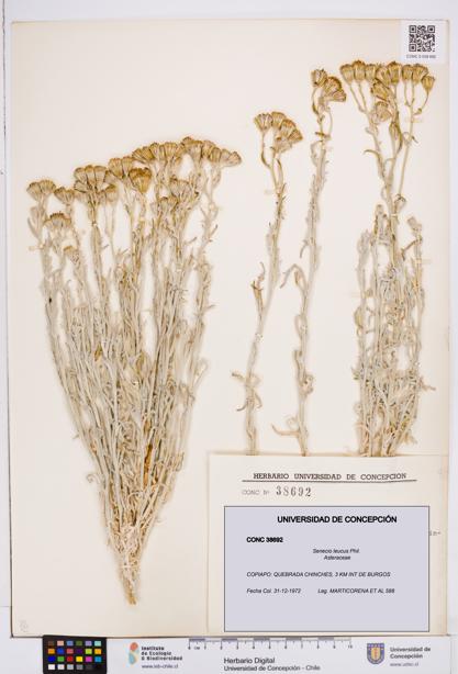 Senecio leucus [Espécimen: ]
