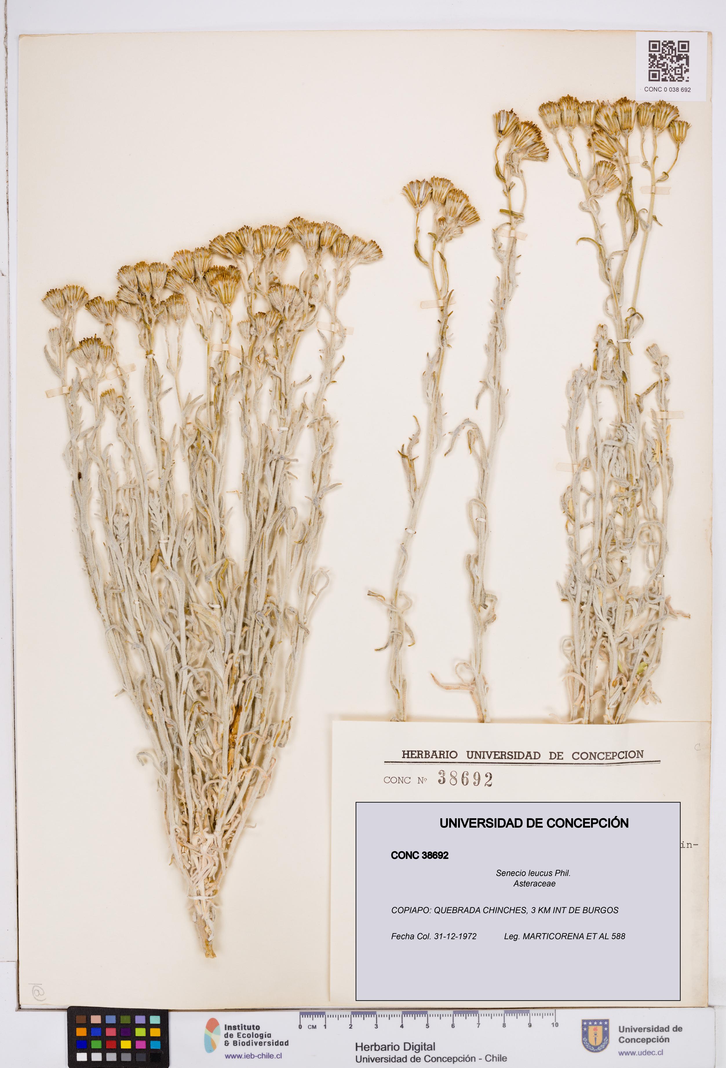 Senecio leucus [Espécimen: ]
