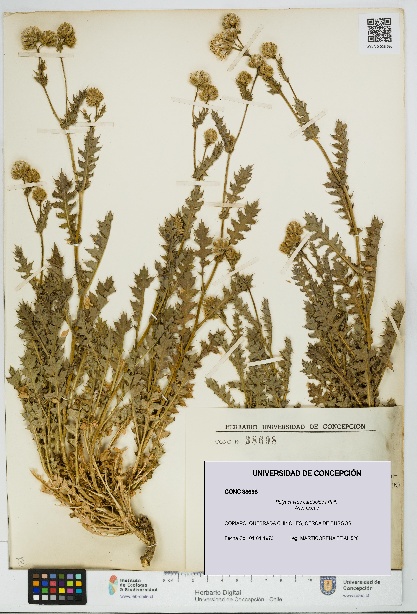 Polyachyrus carduoides [Espécimen: UDEC:CONC:0038698]