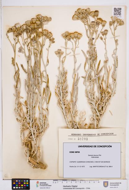 Senecio leucus [Espécimen: ]