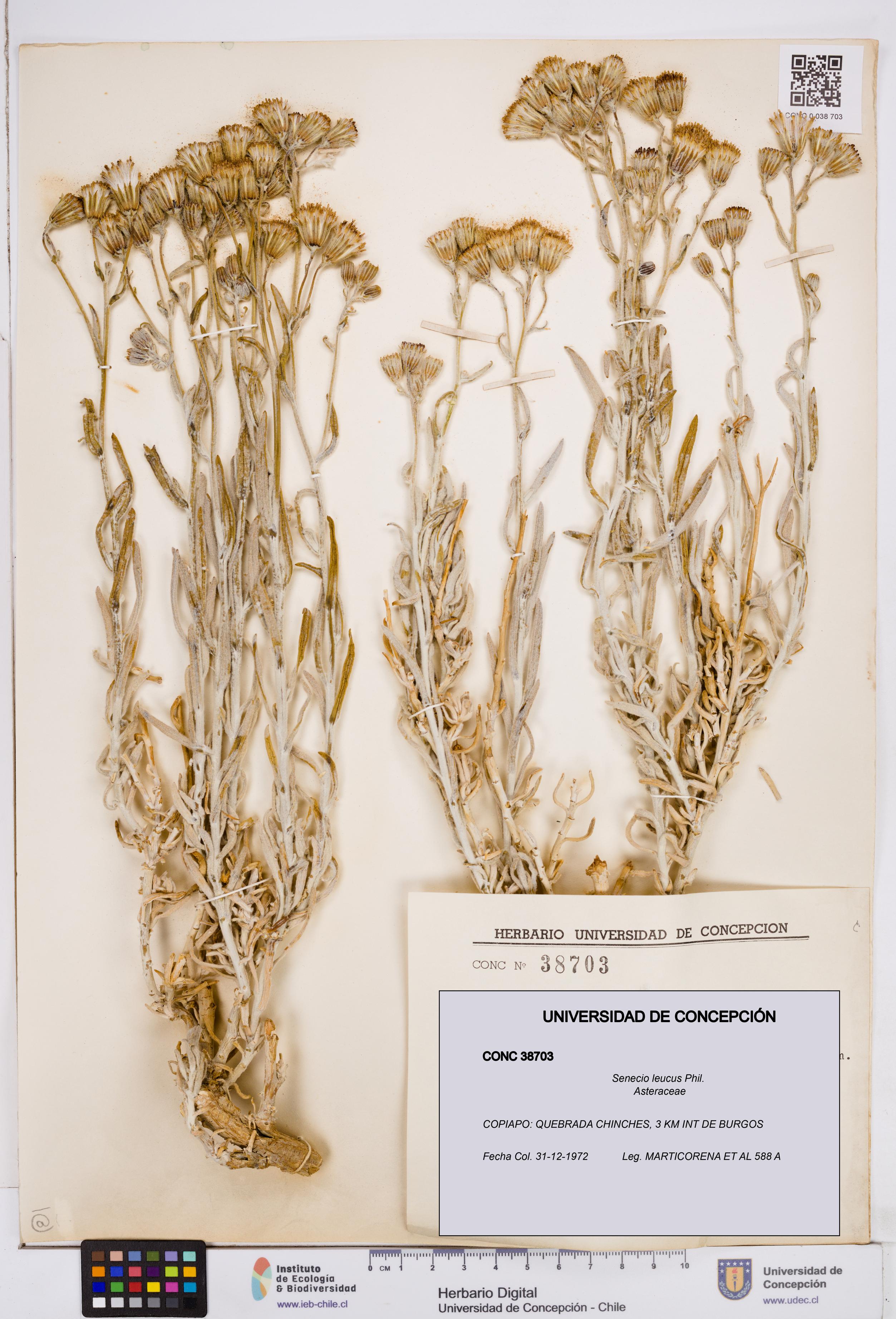 Senecio leucus [Espécimen: ]
