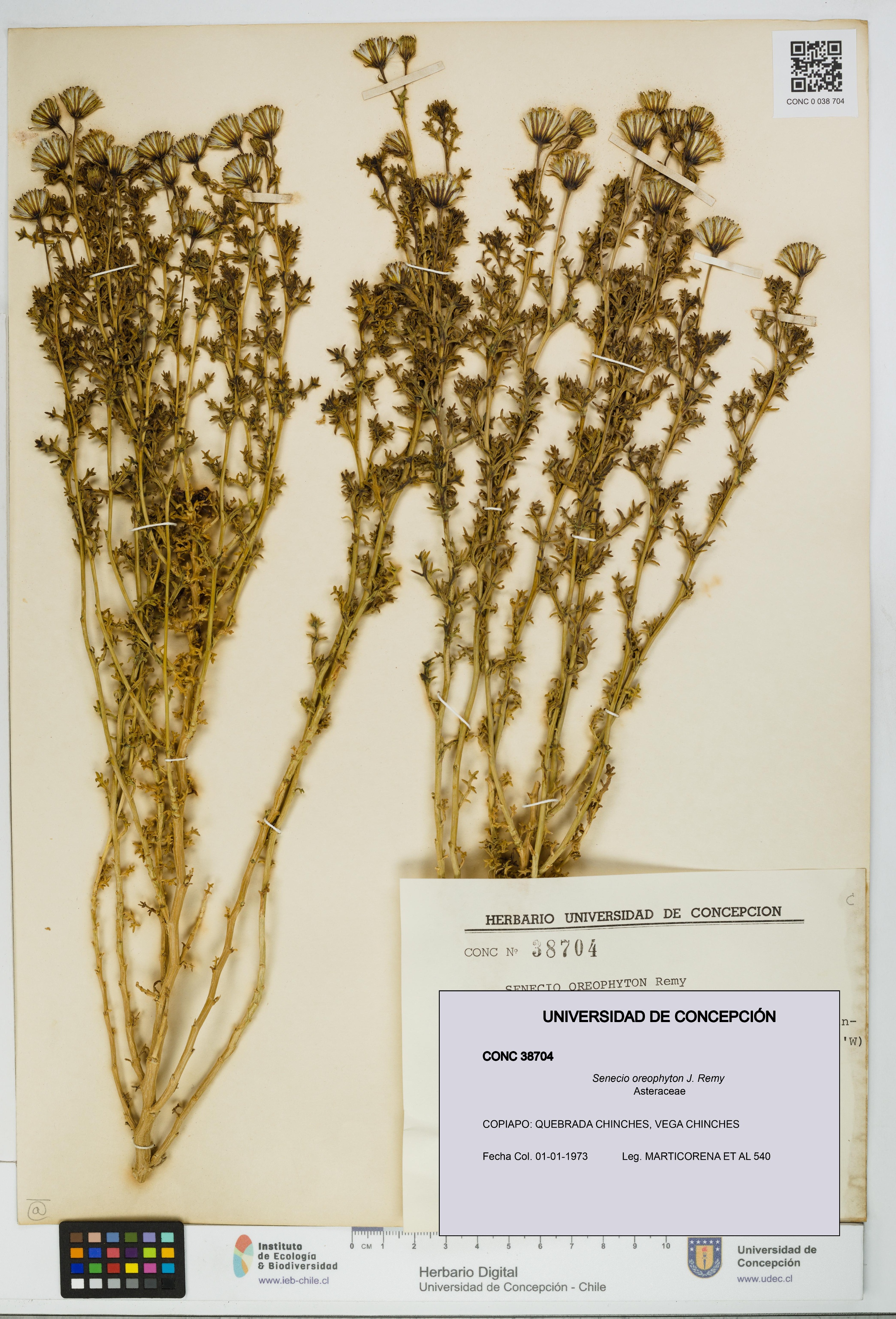 Senecio oreophyton [Espécimen: UDEC:CONC:0038704]