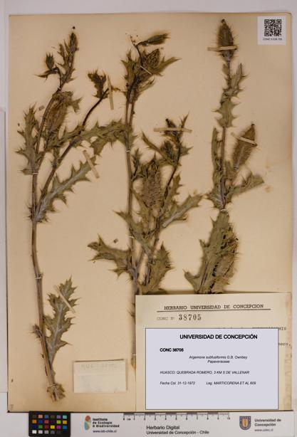 Argemone subfusiformis [Espécimen: UDEC:CONC:0038705]
