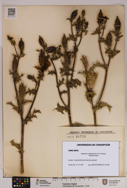 Argemone subfusiformis [Espécimen: UDEC:CONC:0038724]