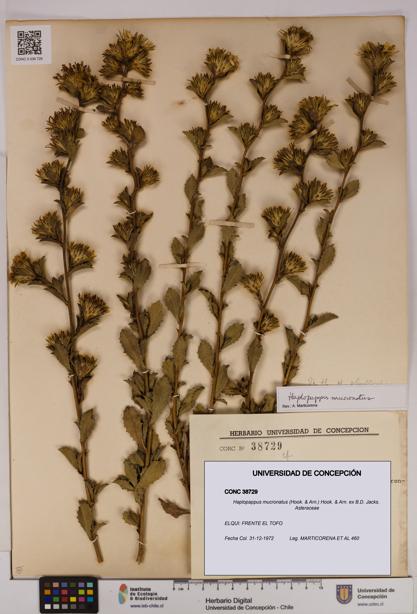 Haplopappus mucronatus [Espécimen: UDEC:CONC:0038729]