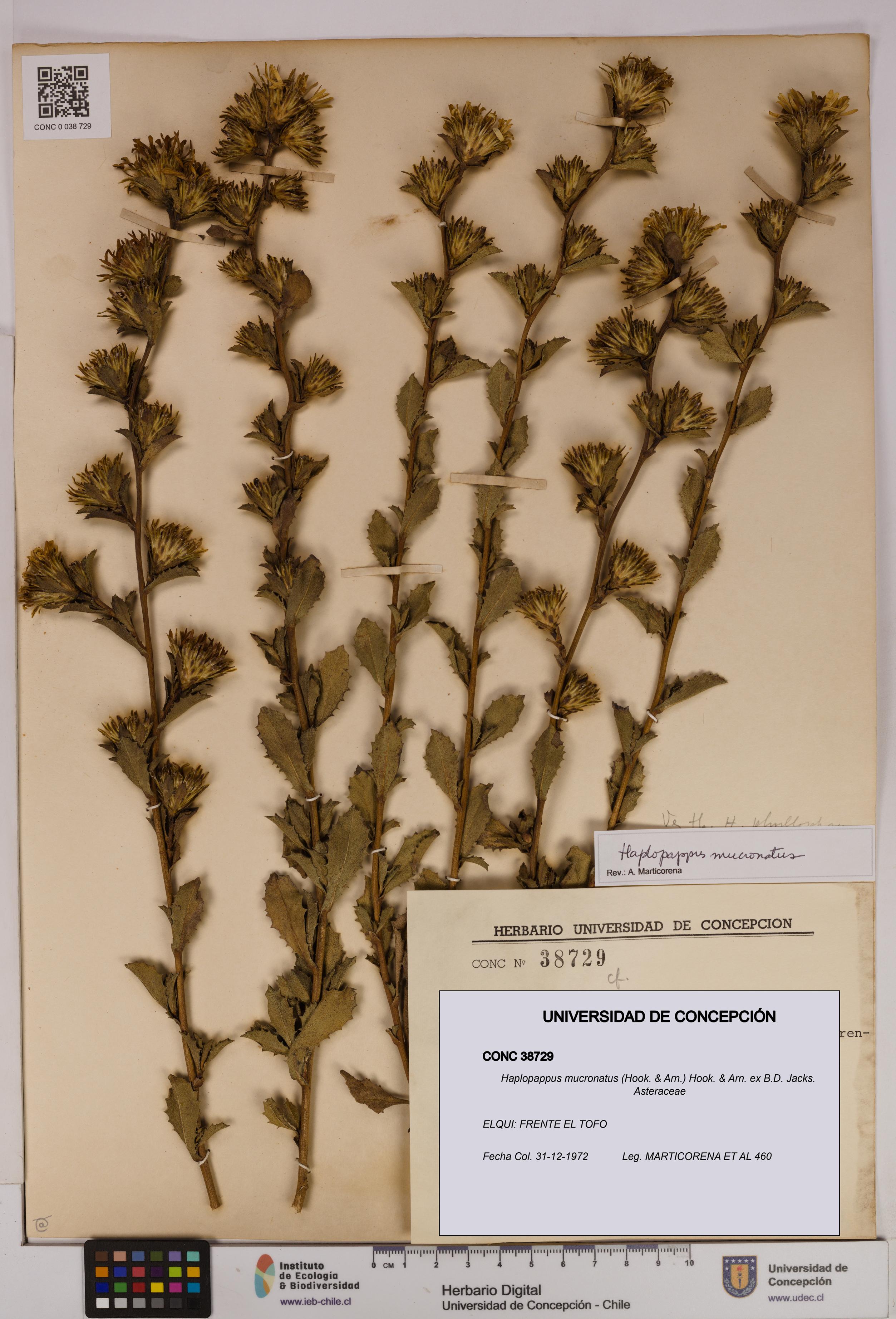 Haplopappus mucronatus [Espécimen: UDEC:CONC:0038729]