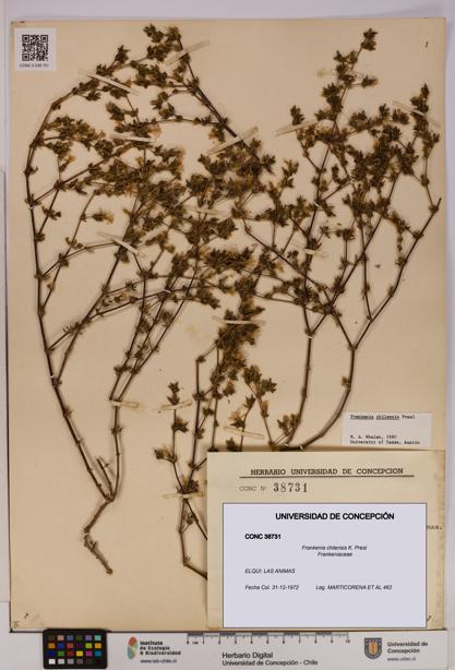 Frankenia chilensis [Espécimen: UDEC:CONC:0038731]