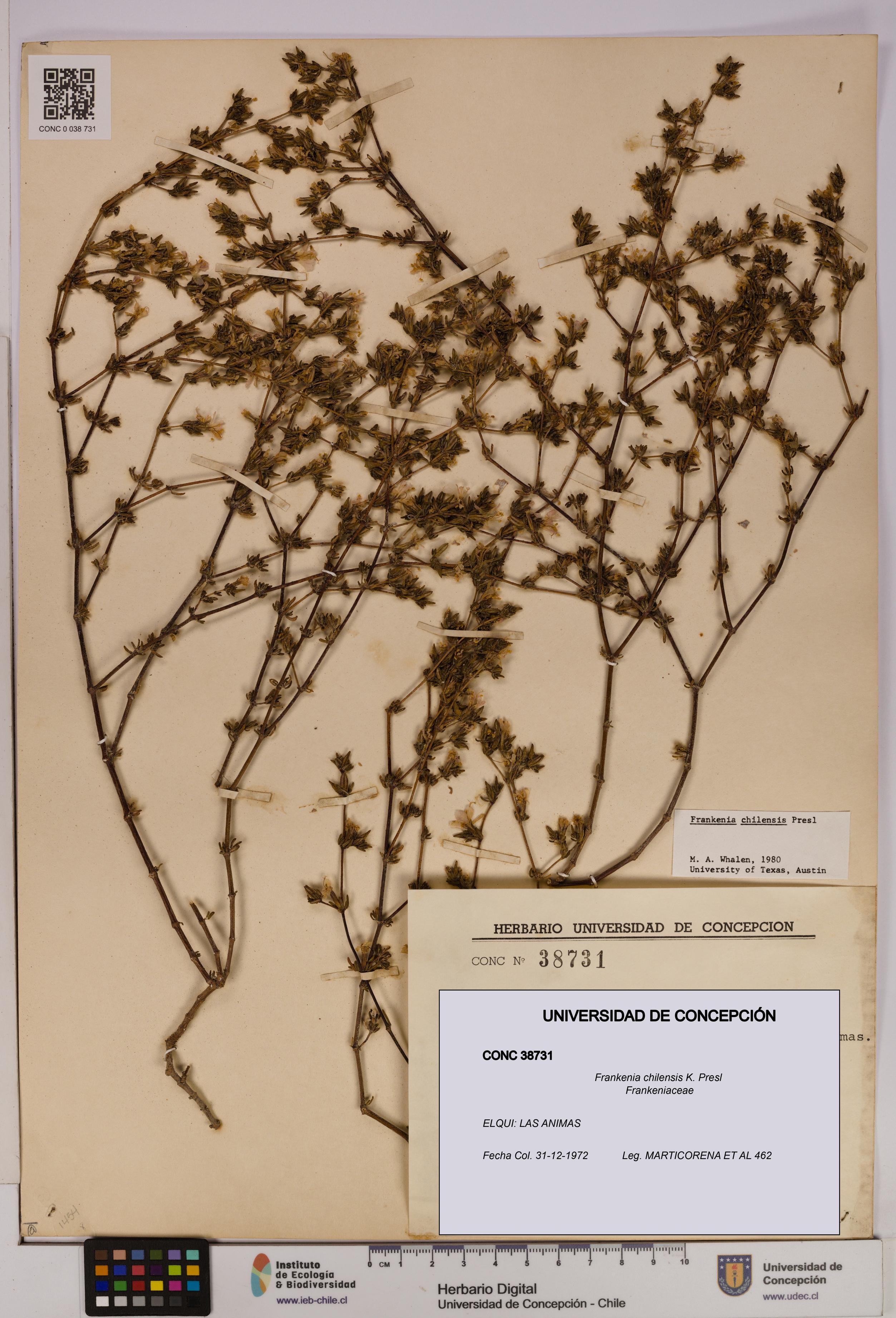 Frankenia chilensis [Espécimen: UDEC:CONC:0038731]