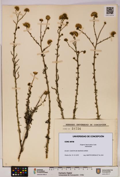 Erigeron fasciculatus [Espécimen: UDEC:CONC:0038736]
