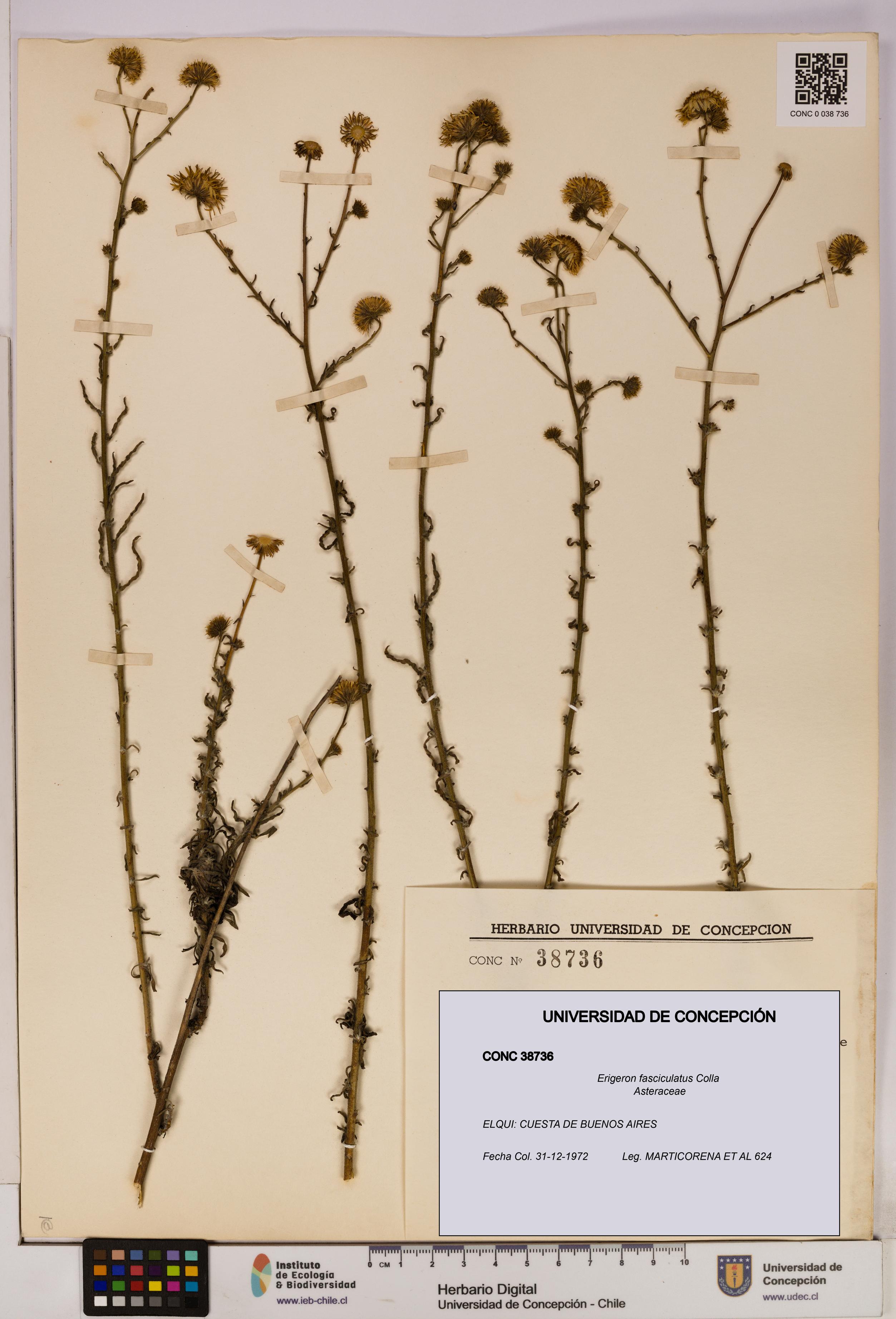 Erigeron fasciculatus [Espécimen: UDEC:CONC:0038736]