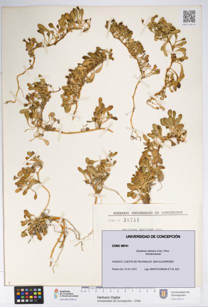Goodenia radicans [Espécimen: UDEC:CONC:0038741]