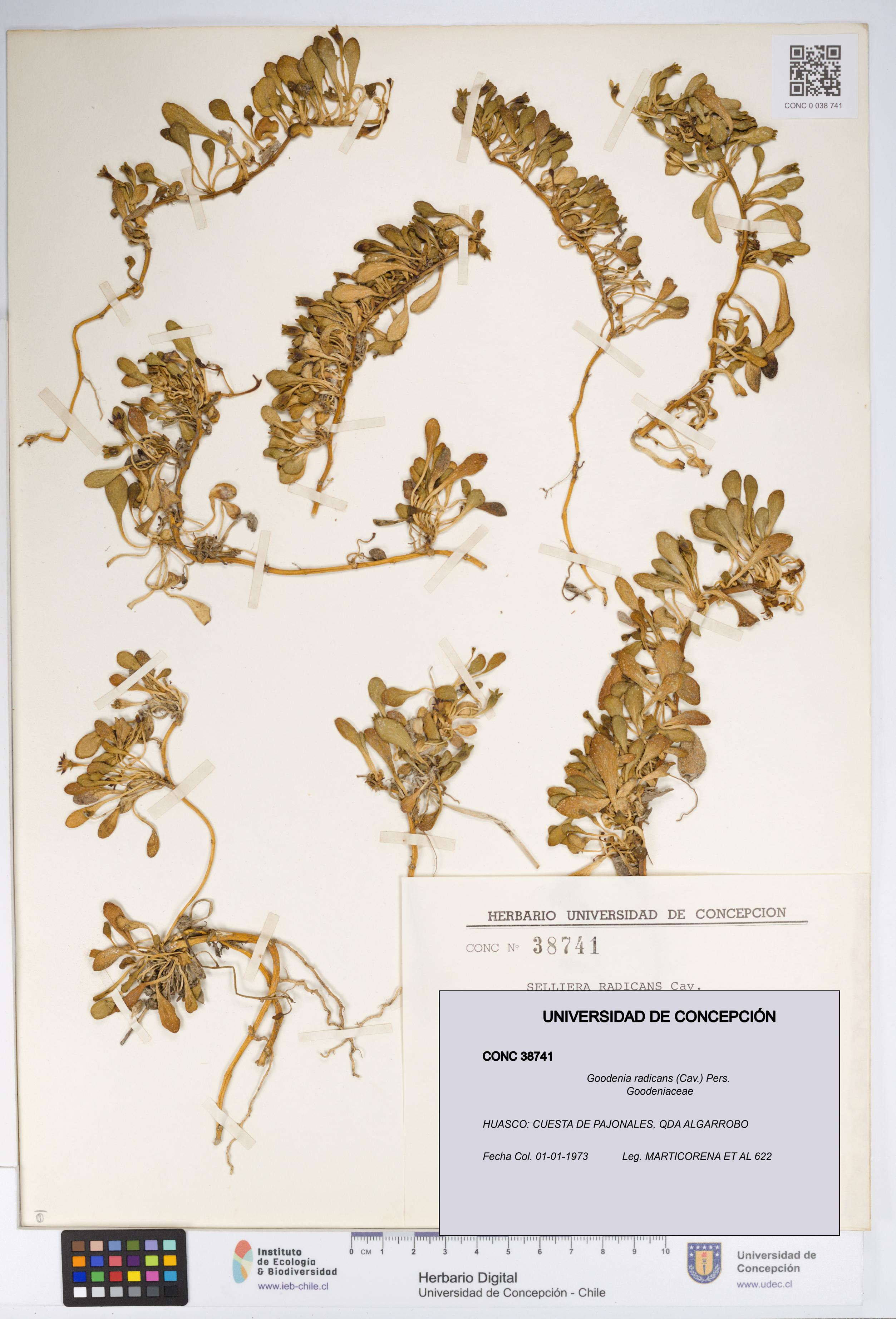 Goodenia radicans [Espécimen: UDEC:CONC:0038741]