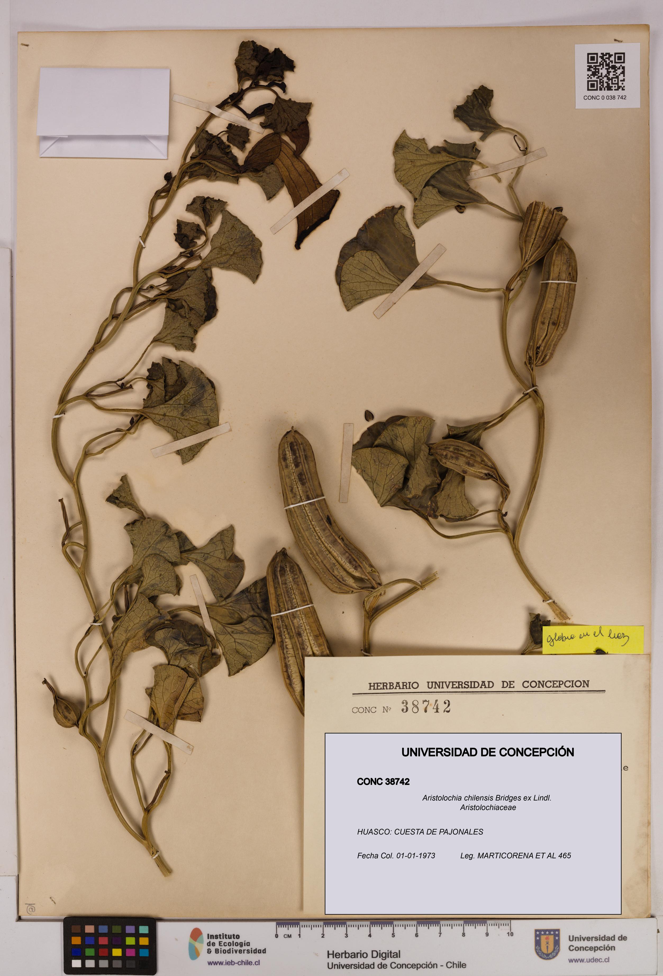 Aristolochia chilensis [Espécimen: UDEC:CONC:0038742]