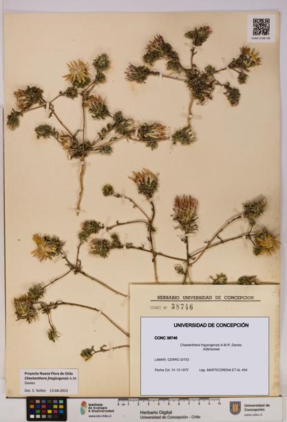 Chaetanthera frayjorgensis [Espécimen: UDEC:CONC:0038746]