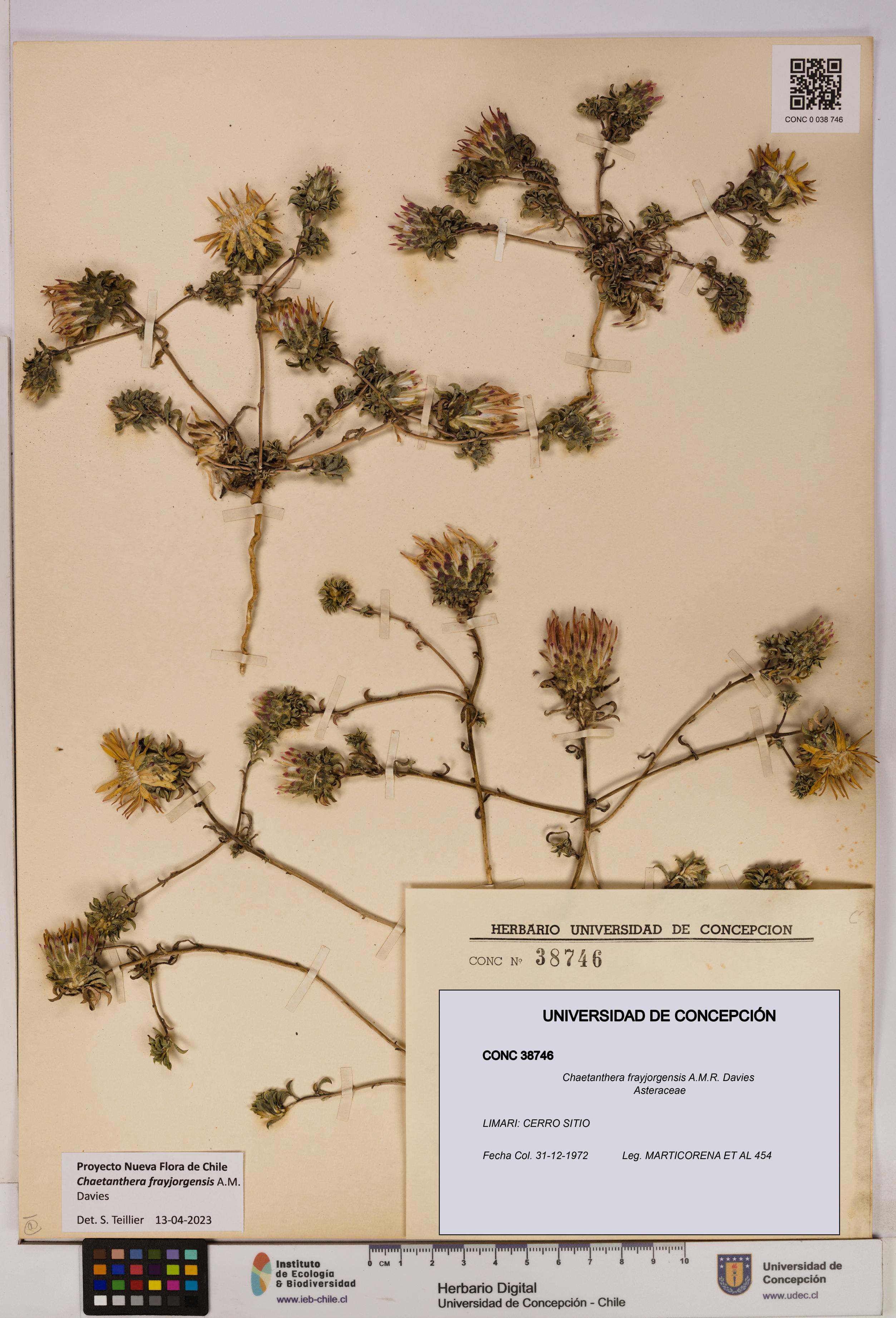 Chaetanthera frayjorgensis [Espécimen: UDEC:CONC:0038746]