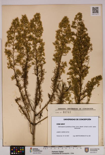 Ophryosporus paradoxus [Espécimen: UDEC:CONC:0038747]