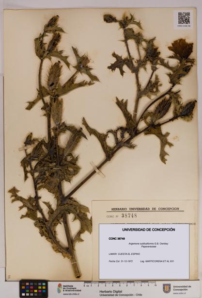 Argemone subfusiformis [Espécimen: UDEC:CONC:0038748]