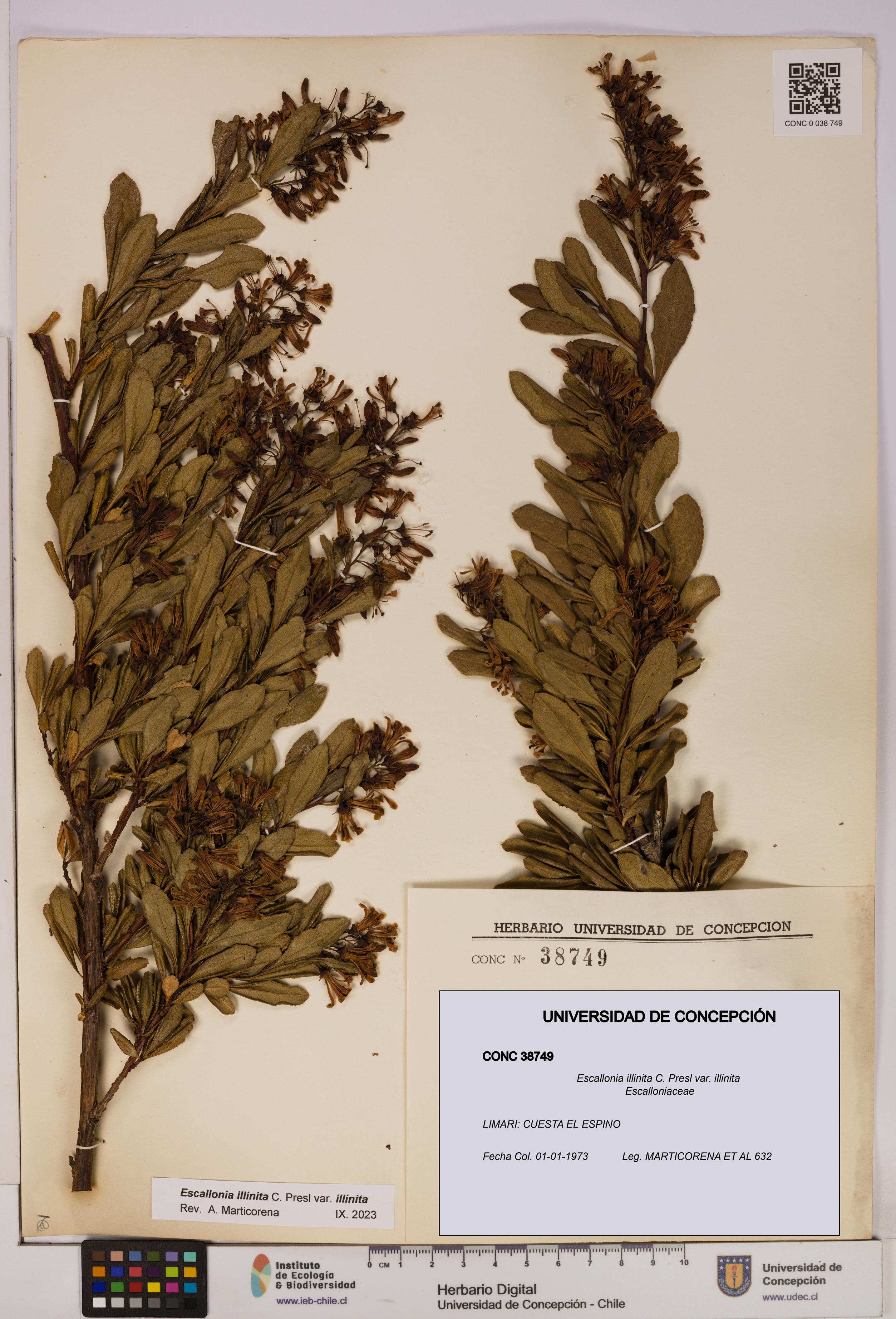 Escallonia illinita [Espécimen: UDEC:CONC:0038749]