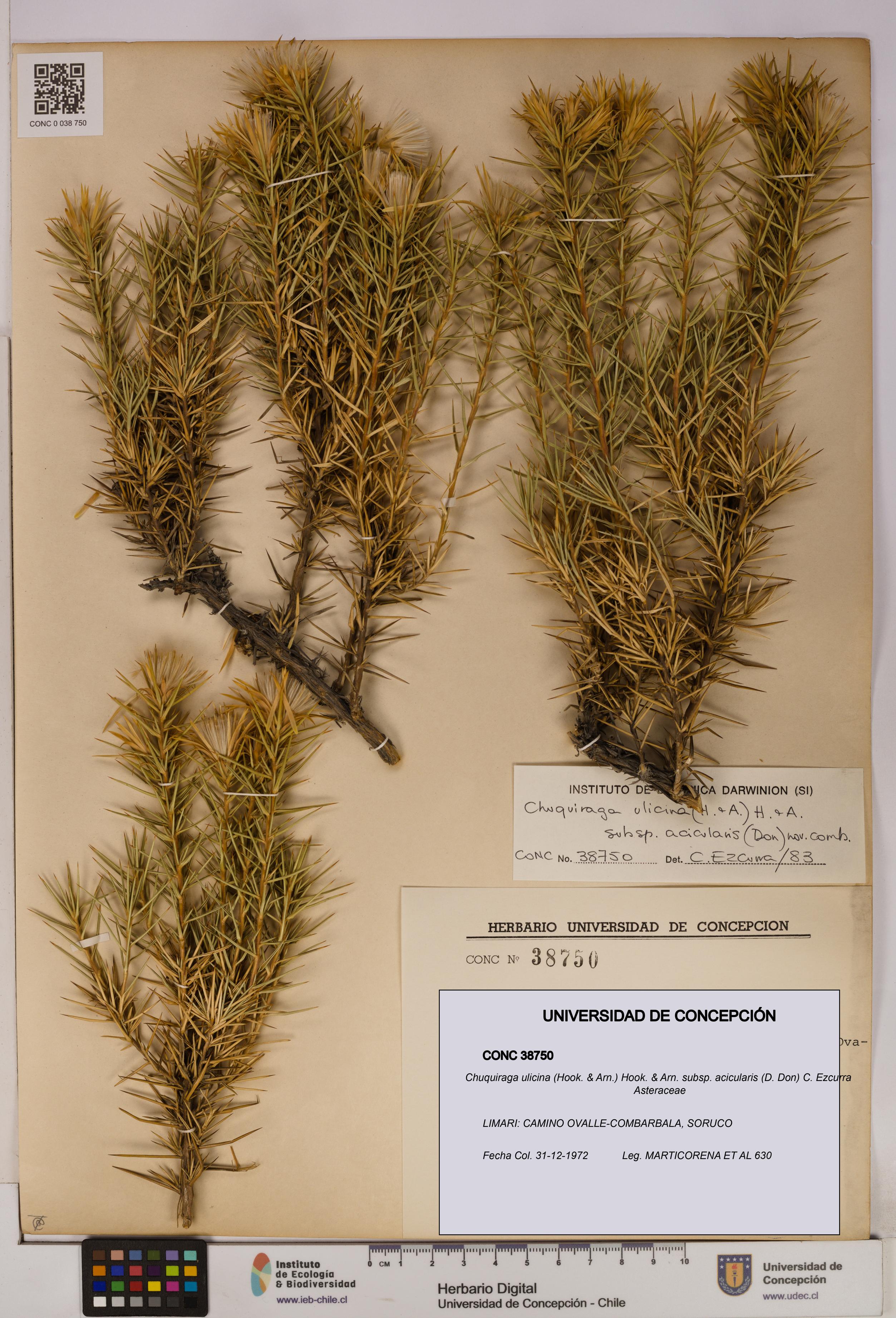 Chuquiraga ulicina [Espécimen: UDEC:CONC:0038750]