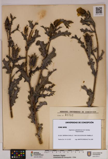 Argemone subfusiformis [Espécimen: UDEC:CONC:0038752]