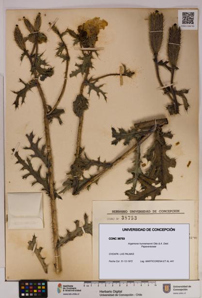 Argemone hunnemannii [Espécimen: UDEC:CONC:0038753]