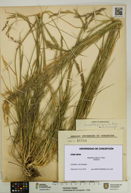 Nassella pungens [Espécimen: UDEC:CONC:0038754]