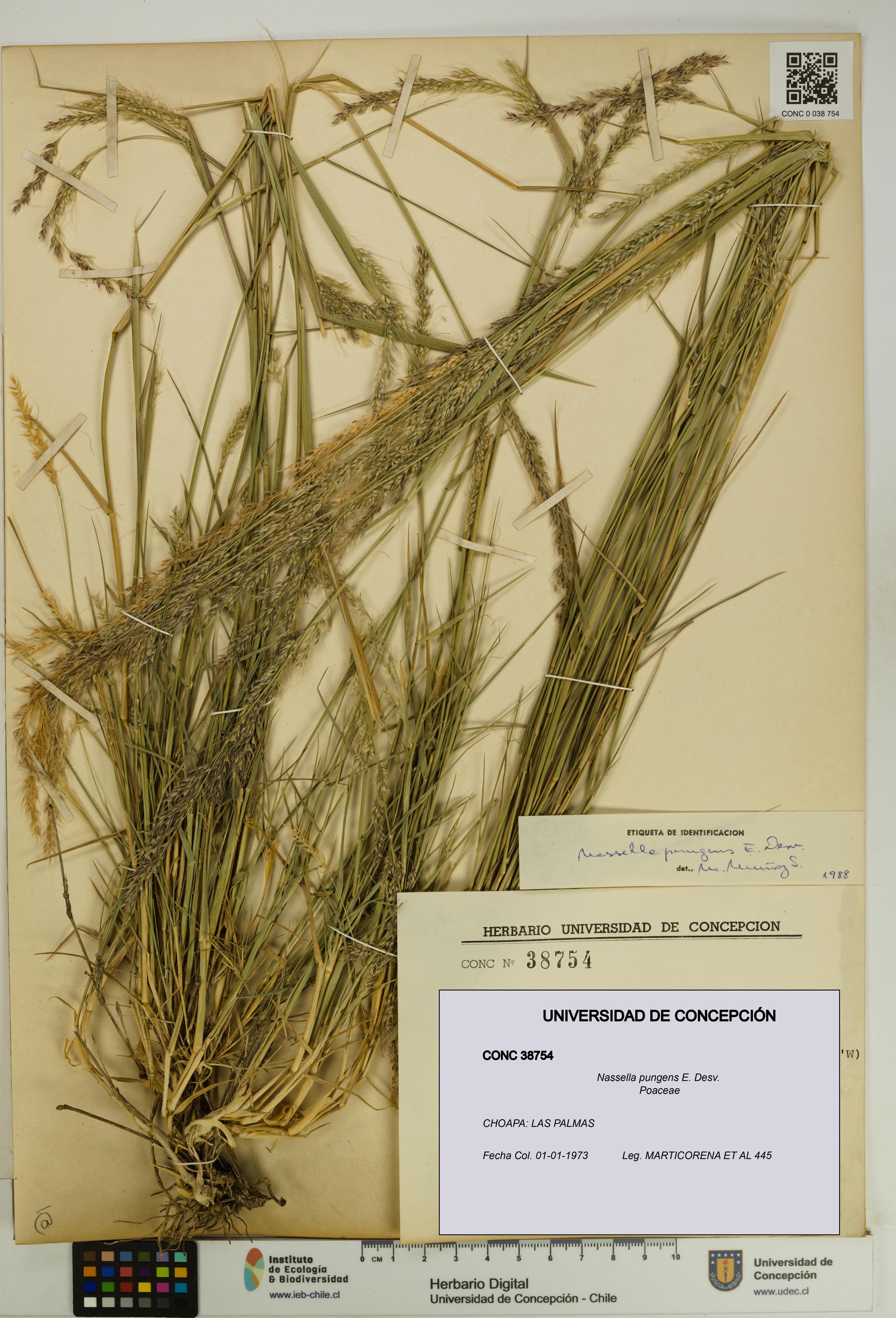 Nassella pungens [Espécimen: UDEC:CONC:0038754]