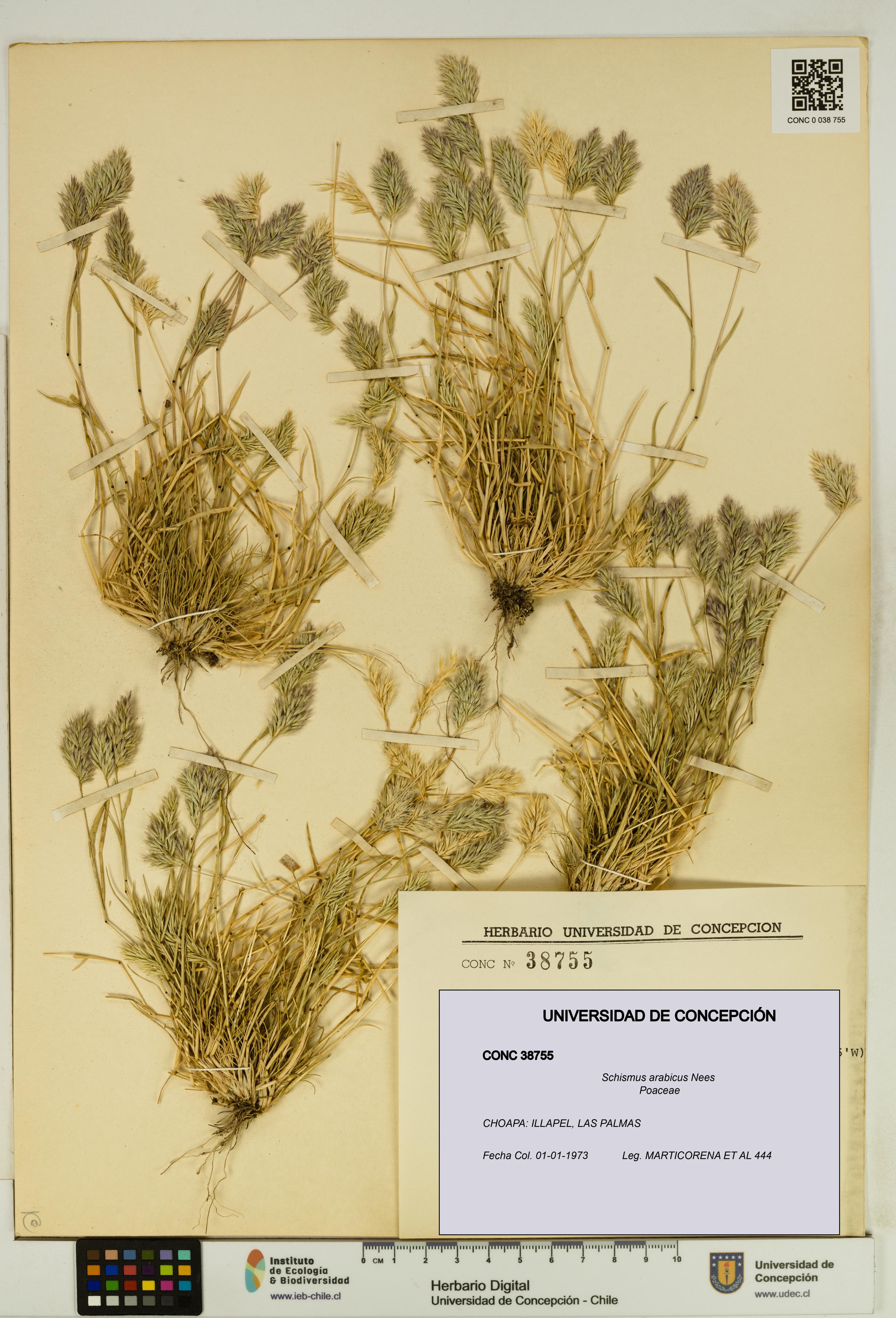 Schismus arabicus [Espécimen: UDEC:CONC:0038755]