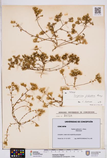 Triptilion gibbosum [Espécimen: ]