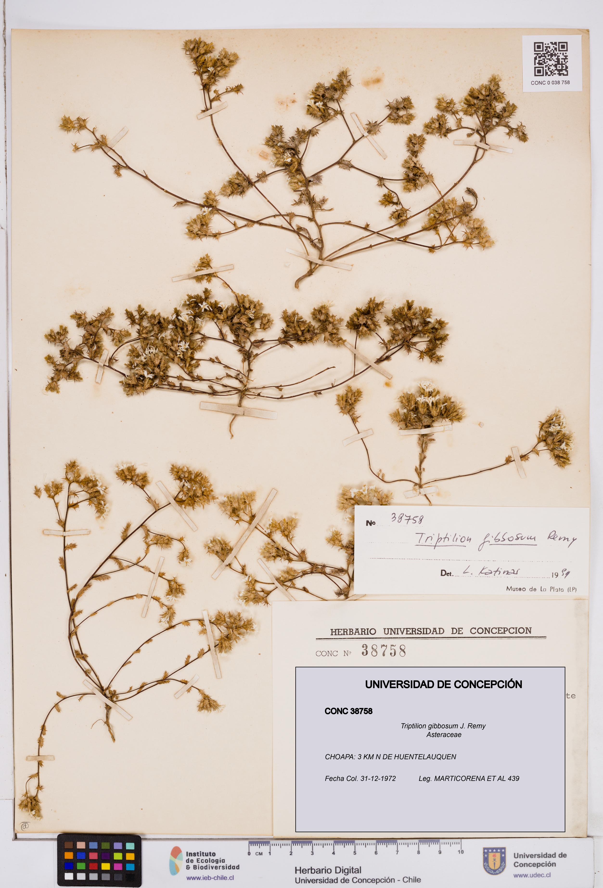 Triptilion gibbosum [Espécimen: ]