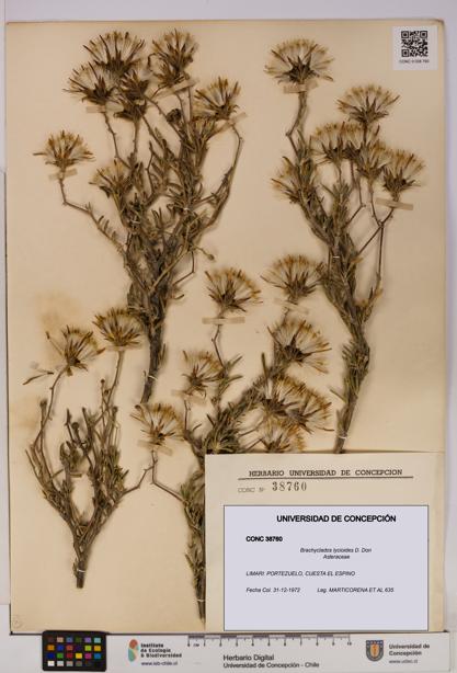 Brachyclados lycioides [Espécimen: ]